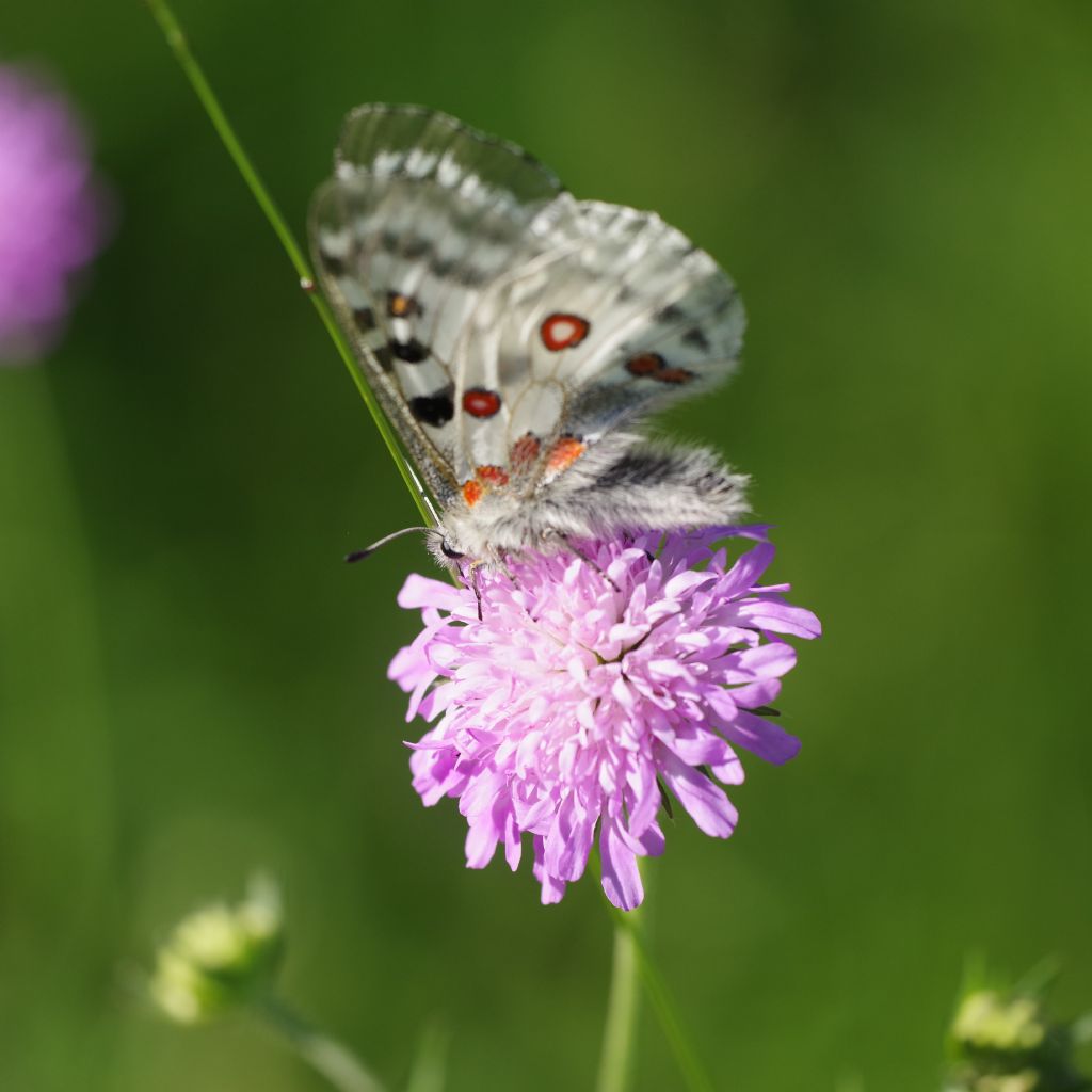 Parnassius apollo